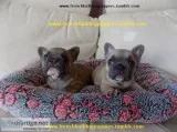 Egs french bulldog puppies