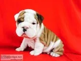 Well trained french bulldog puppies
