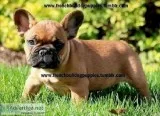 Healthy french bulldog pups
