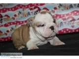 Adorable english bulldog puppies