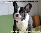 French bulldog puppies ready now 