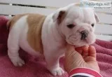 Beautiful little english bulldog puppy
