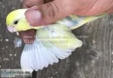 Lots of parrotlets
