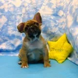 English bulldogs for rehoming