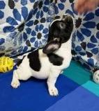  akc quality french bulldog puppy for fr