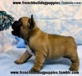 Royal french bulldog puppies