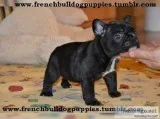 Clean frenchies bulldog pups