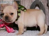 French bulldog puppies