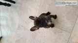 Outgoing french bulldog puppies