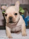 Talented french bulldog puppies