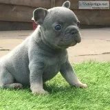 12 weeks old french bulldog puppy