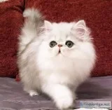 Silver persian kittens