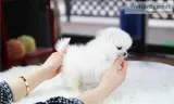 Charming pomeranian puppies