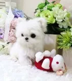 Top quality male and female maltese pups