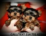 Teacup yorkie puppies for sale