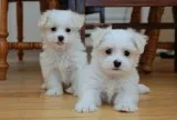 Maltese puppies ready for sale