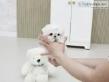 *male and female maltese pups av