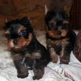 Tiny teacup yorkie female (720) 642-3261