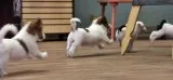Jack russell terrier perfect home pet