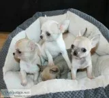Adorable female chihuahuas for x-mas