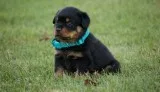 This gorgeous female rottweiler pupp