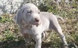 Beautiful silver gray little girl weimar