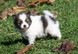 Pomeranian puppies