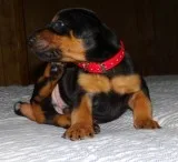 Doberman pinscher puppy