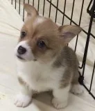 Great personality pembroke welsh corgi