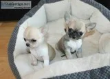 Stunning chihuahua puppies for x-mas