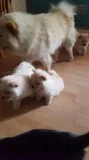 Puppies