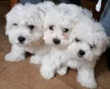 Male and female teacup maltese puppies 