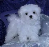 Adorable little maltese puppies for adop