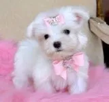 Purebred teacup maltese available text 