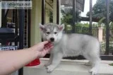 Free quality siberians huskys puppies:??
