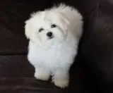 Sweet teacup maltese puppies text (678)