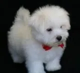 White maltese puppies available text (6