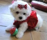 Quality teacup maltese pups for adoption