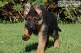 German shepherd puppies microchipped rea