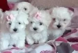 Adorable little maltese teacup puppies r