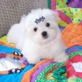 Teacup maltese pups available now text 