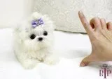 Beautiful white teacup maltese puppies 