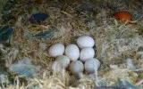 Parrot eggs
