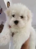 Maltese puppies for adoption text (678)