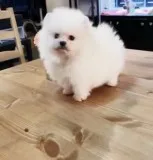 Cute male and female pomeranian puppies