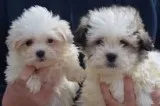 Teacup maltese pups for adoption text (