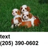 Cavalier king charles spaniel puppies
