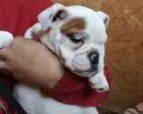 Bulldog english males and females