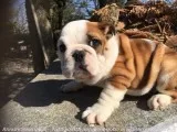 English bulldog, male and female pups