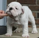 Male n female, english bulldog